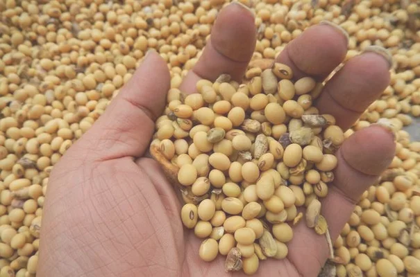 黄豆最新价格和行情：2020年黄豆价格走势分