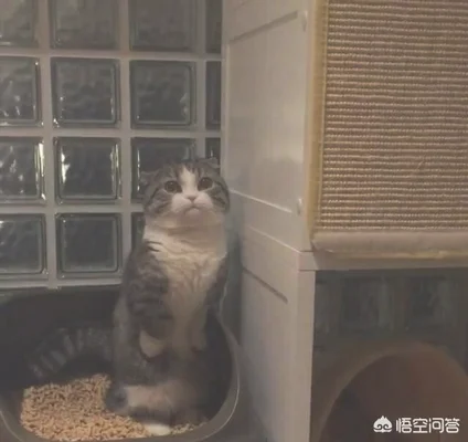 对猫来说，为什么上厕所是一件很严肃认真的