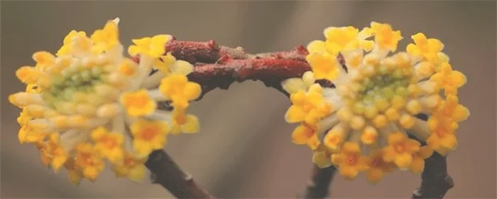 结香的花语和传说(结香花的寓意)