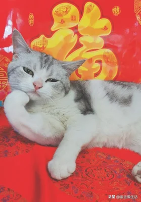 养一只猫咪会觉得孤单吗(养一只猫会不会太孤单)