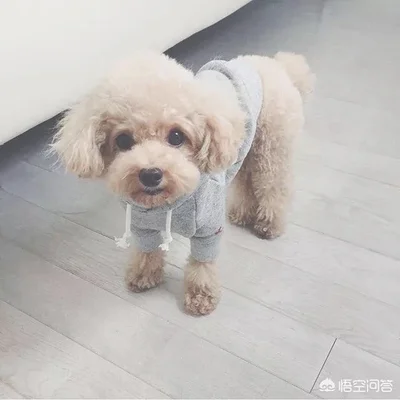泰迪犬缺点一箩筐，为何那么多人争着养(泰迪不好养)