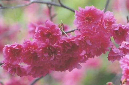 山桃花和樱花的区别