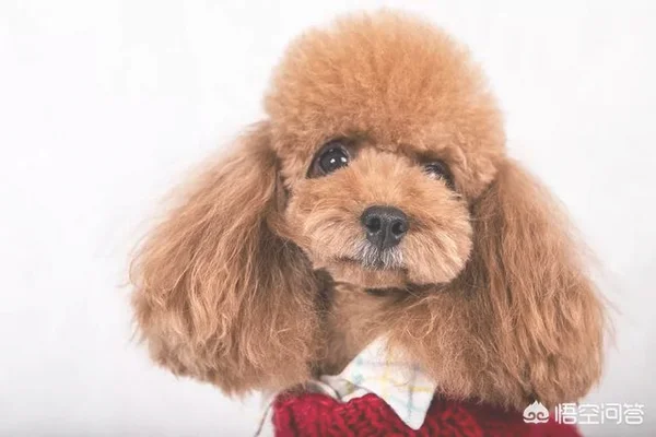 泰迪犬缺点一箩筐，为何那么多人争着养(泰迪不好养)