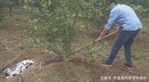 一、施肥时间