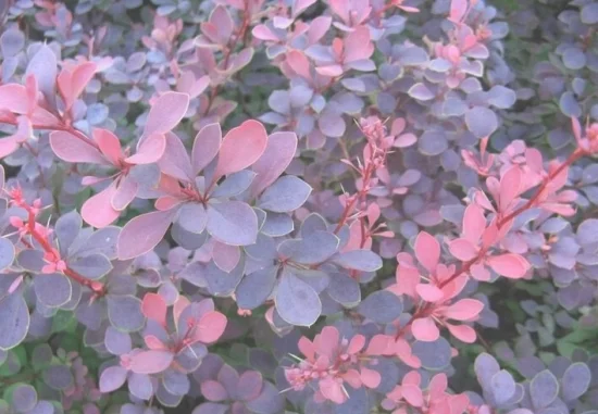 红叶小檗盆景为何叶色不鲜艳(紫叶小檗花