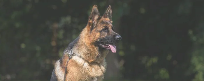 怎么领养淘汰的小警犬(哪里可以领养淘汰警犬)