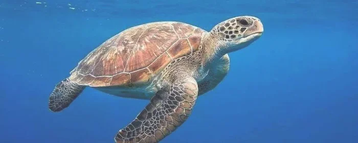 海龟是不是长寿的海洋生物,海龟是不是长寿的海洋生物之一