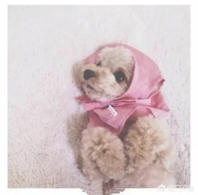 泰迪犬缺点一箩筐，为何那么多人争着养(泰迪不好养)