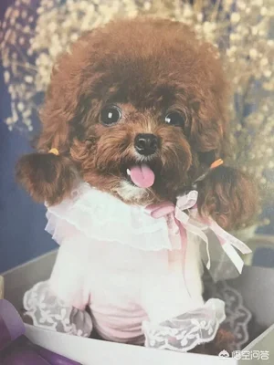 泰迪犬缺点一箩筐，为何那么多人争着养(泰迪不好养)