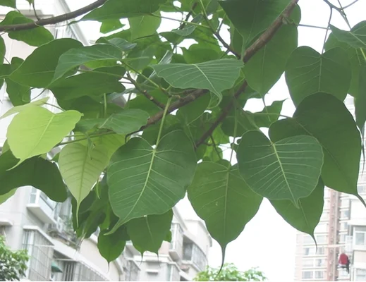 如何繁殖和养护菩提树(菩提树的种植方法)