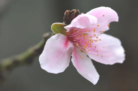 山桃花和樱花的区别