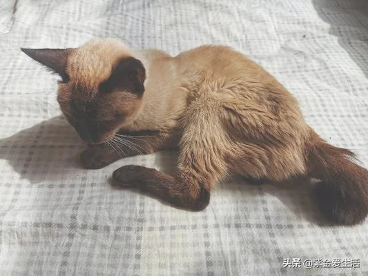 养一只猫咪会觉得孤单吗(养一只猫会不会太孤单)