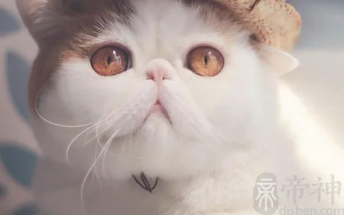 养猫有什么禁忌,什么属相不能养猫？看看你家的猫中招没