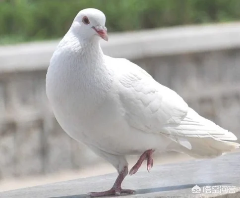 信鸽千里返航的秘密是什么(8000千公里归巢信鸽)