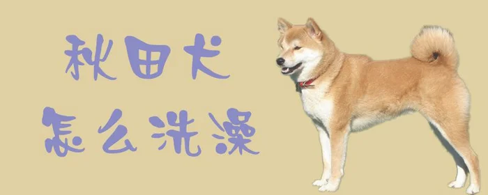 秋田犬怎么洗澡(黑色秋田犬)