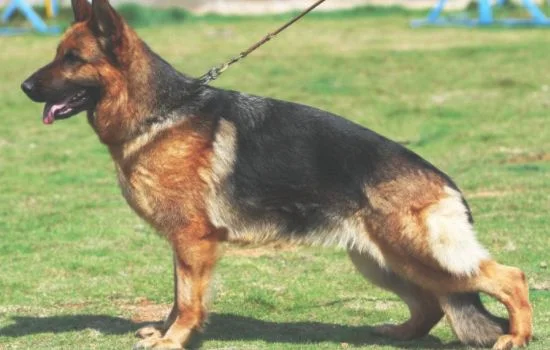 怎样鉴定是东德牧羊犬(4个月东德牧羊犬图片)