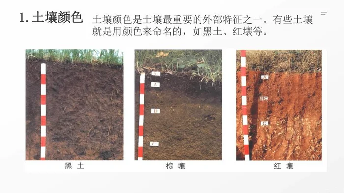 文心兰如何种植（室内养文心兰不能用水苔）