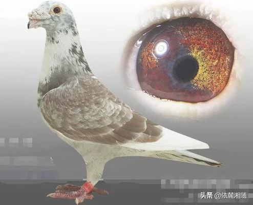 信鸽千里返航的秘密是什么(8000千公里归巢信鸽)