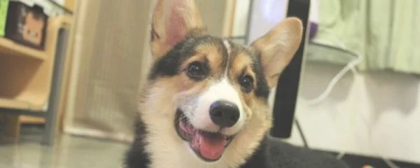 正常柯基身长比例(柯基犬身材标准示意图)