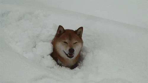 狗为什么喜欢雪(狗为什么喜欢雪糕)