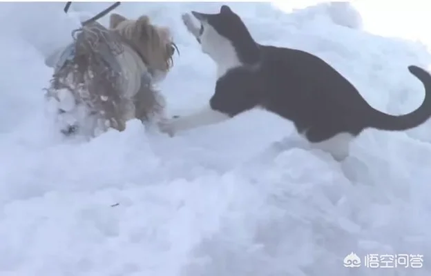 狗为什么喜欢雪(狗为什么喜欢雪糕)