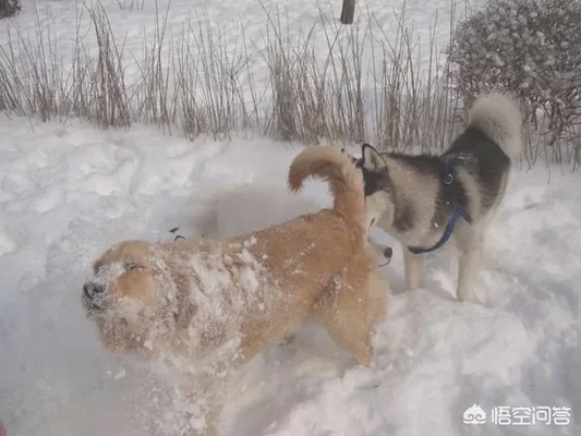 狗为什么喜欢雪(狗为什么喜欢雪糕)