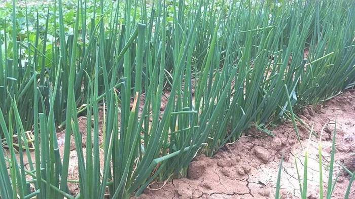 葱要怎样种植才能长好？掌握这4点,轻松解决葱的病虫害