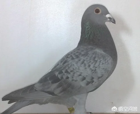信鸽千里返航的秘密是什么(8000千公里归巢信鸽)