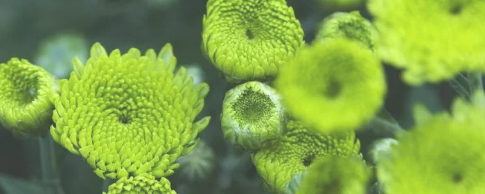 绿菊花的花语和寓意,绿菊花代表什么象征