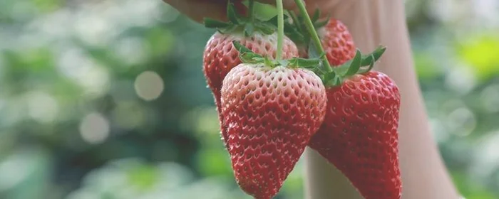 草莓属性