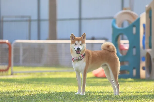 豆柴犬和柴犬区别(豆柴犬和柴犬区别豆柴和赤柴哪个好)