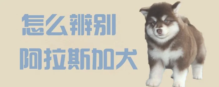 怎么辨别阿拉斯加犬(阿拉斯加犬一个月开销)