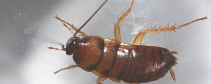 蟑螂粪便有毒吗