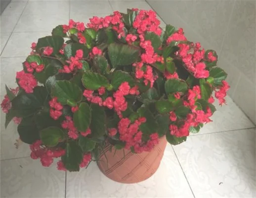 4、将植物直接种植到花盆里