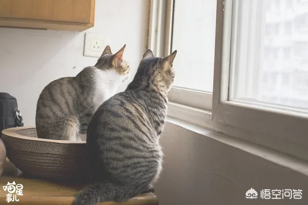 中华田园猫跟名贵的宠物猫差别在哪(中华田园猫是大型猫吗)