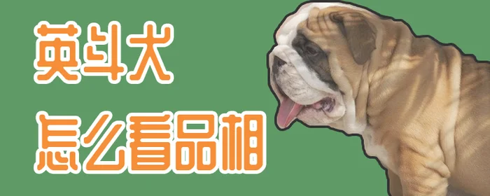 英斗犬怎么看品相(法斗犬怎么训练大小便)