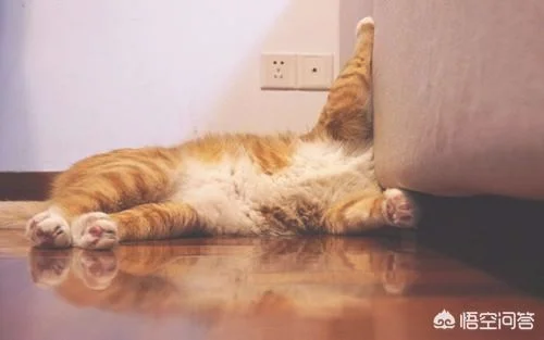 小猫叫春该怎么办(猫咪喊春怎么办)