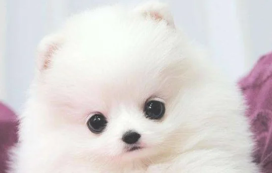 怎么养博美犬(怎样养博美犬)