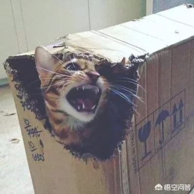 小猫叫春该怎么办(猫咪喊春怎么办)
