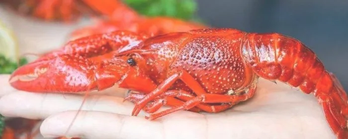 龙虾去虾线肉会散吗