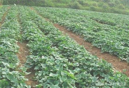 唐菖蒲在广东怎么种植（教你四季养护法,春夏秋冬都不愁）