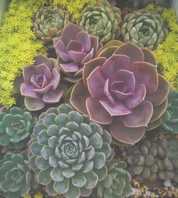 3、土壤干燥后，再种植多肉植物