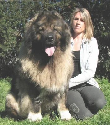 为什么犬科动物没有进化成大型猫科动物那样大的体型(为什么猫科动物体型差别这么大)