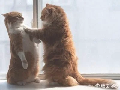 小猫叫春该怎么办(猫咪喊春怎么办)