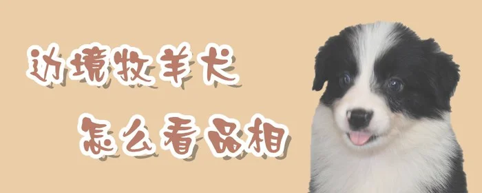 边境牧羊犬怎么看品相(边牧1到12个月成长图)