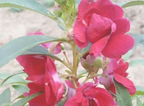 三、养护要点
