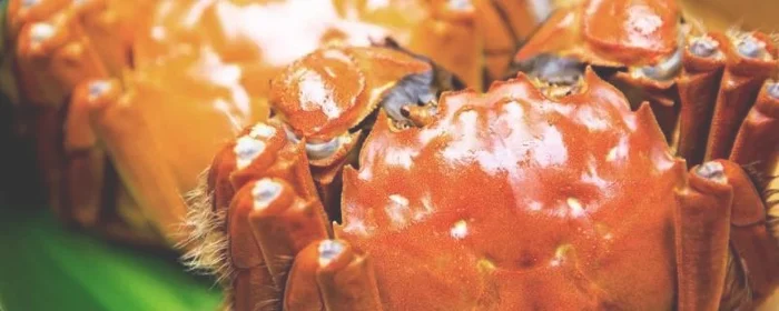 怎样做螃蟹,怎样做螃蟹好吃又简单视频