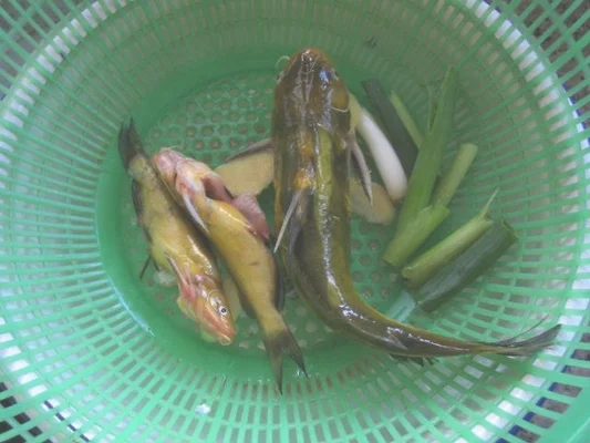 黄骨鱼今日价格