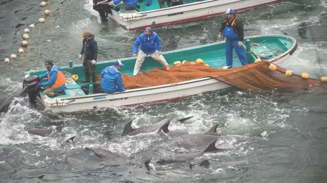 海龟被捕上船吃着鳗鱼做背部清洁(海龟，真相到底是什么)