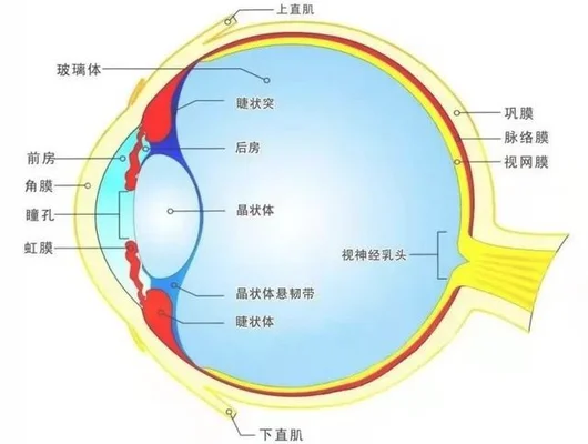 青光眼的症状和表现是什么(青光眼的症状和表现是什么白内障)